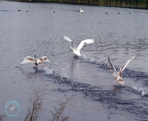 Swans 9Y076D-0007.JPG